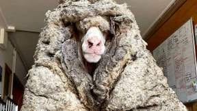 Verfilztes Schaf von mehr als 35 Kilo Wolle befreit