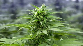 Zehn Millionen Dollar für Cannabis-Pionier mit Vergangenheit