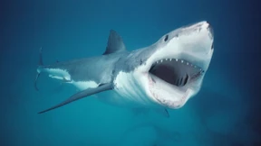 Teenager stirbt nach Hai-Angriff