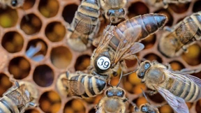 Der Meister der Bienen