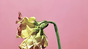 Ein letztes Farewell