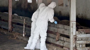 Schweinepest erreicht Mastbetrieb in Mecklenburg-Vorpommern