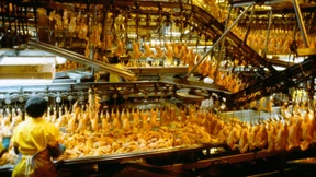 Italien will die Chlorhühnchen ausklammern