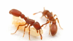 Strenges  Regime im Ameisenstaat