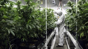 Bremer Senat will Cannabis-Modellversuch