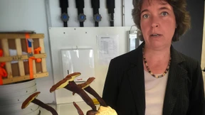 Pilze werden total unterschätzt