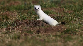 Hermelin lässt Radler schwer stürzen – Tram entgleist