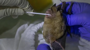 Wer die Fledermaus stört