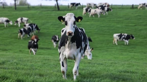 Vogelgrippe breitet sich unter amerikanischen Kühen weiter aus