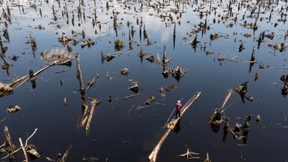 Nigerias schwindende Wälder