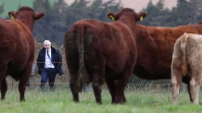 Ökonomen streiten über No-Deal-Brexit