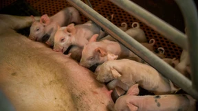 Die Sau muss raus – aber nur ein bisschen