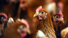 Hennen dürfen ab 2017 ihre Schnäbel behalten