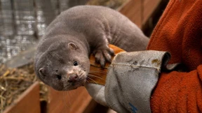 Keine Pelze mehr für Mäntel