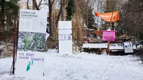 Bergmolch-Fund verzögert Rodung an Mathildenhöhe