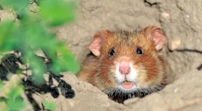 Und wieder muss der Feldhamster als Argumentationshilfe herhalten