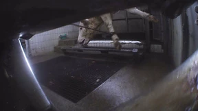 Ermittlungen wegen Verdachts des illegalen Schächtens