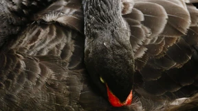 Schwarzer Schwan und Vogel Strauss