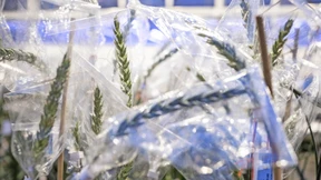 Weg frei für die Genschere