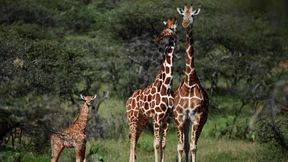 Sorge um stilles Aussterben der Giraffen