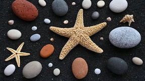 Am Strand mit Aristoteles