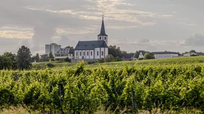 Schlecht für den Rheingau, gut für Hochheim