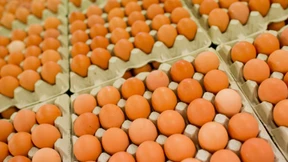 Verbraucherschützer fordern mehr gekennzeichnete Eier