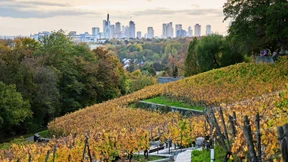 Warum die Stadt Frankfurt ihr Weingut neu ausschreibt