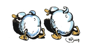 Erpelüberschuss im CDU-Teich