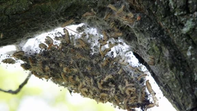 Kicken mit Insektennestern löst Massenallergie aus