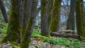 Wie die CDU ihre Klimapolitik verändert hat
