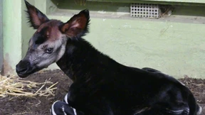 Okapi und Gibbon verendet