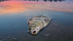 „Wir brauchen eine ökologische Revolution unserer Verfassungsordnung”