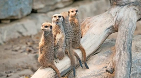 In den Ferien zu den Tieren