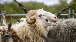 Rasenmäher mit Korkenziehern