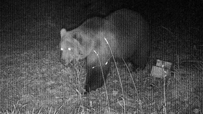 In Bayern ist der Braunbär los