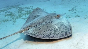 Der Artenumbruch im Mittelmeer