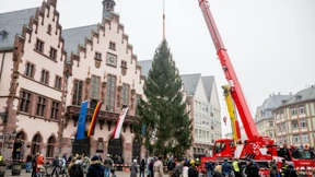 „Das ist einfach ein schöner Baum“