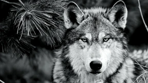 Gebührt dem Wolf noch Schutz?