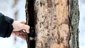 Waldbewirtschaftung spaltet