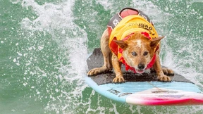 Die Surf-Weltmeisterschaft für Hunde