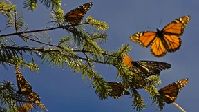 Ein Gen für Tausende Kilometer