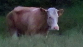 Yvonne sieht ruhigen Tagen im Mais entgegen