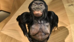 Unsere veganen Ahnen