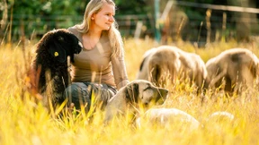 Bangen um Mainbogen-Schäferei