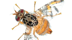 Mit sterilen Männchen gegen schädliche Fruchtfliegen