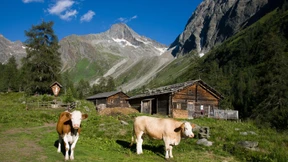 Duell zweier Frauen auf einer Alm
