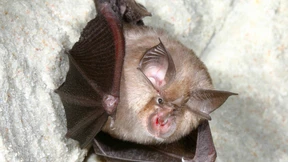 Räume für Hufeisennase und Wiesenknopf-Ameisenbläuling