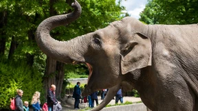 Tierpfleger in Spanien von Elefant getötet