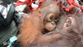 Orang-Utans nach Waldbrand wieder aufgepäppelt